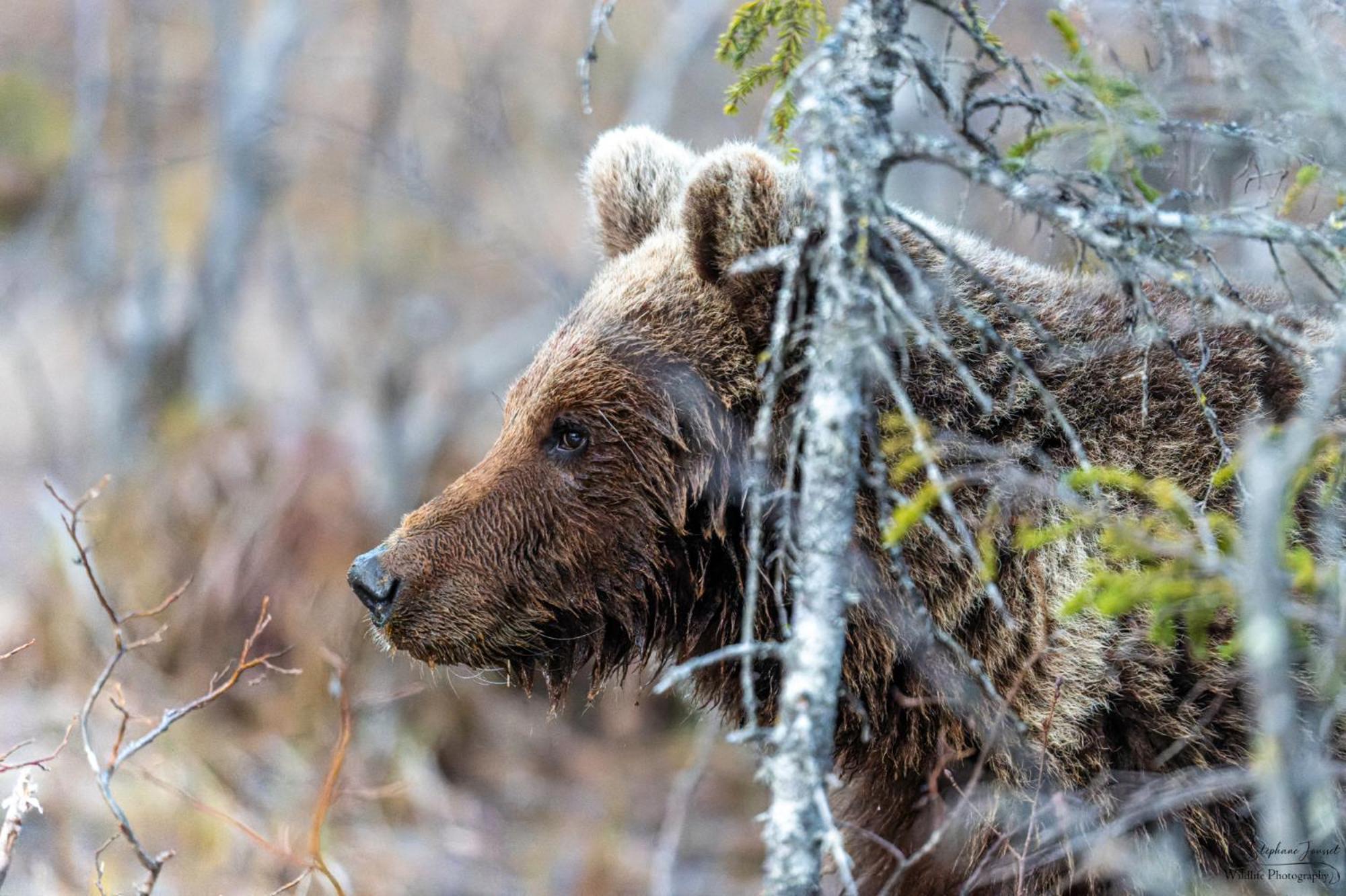 The Bear'S Den Villa Håkafot Екстериор снимка